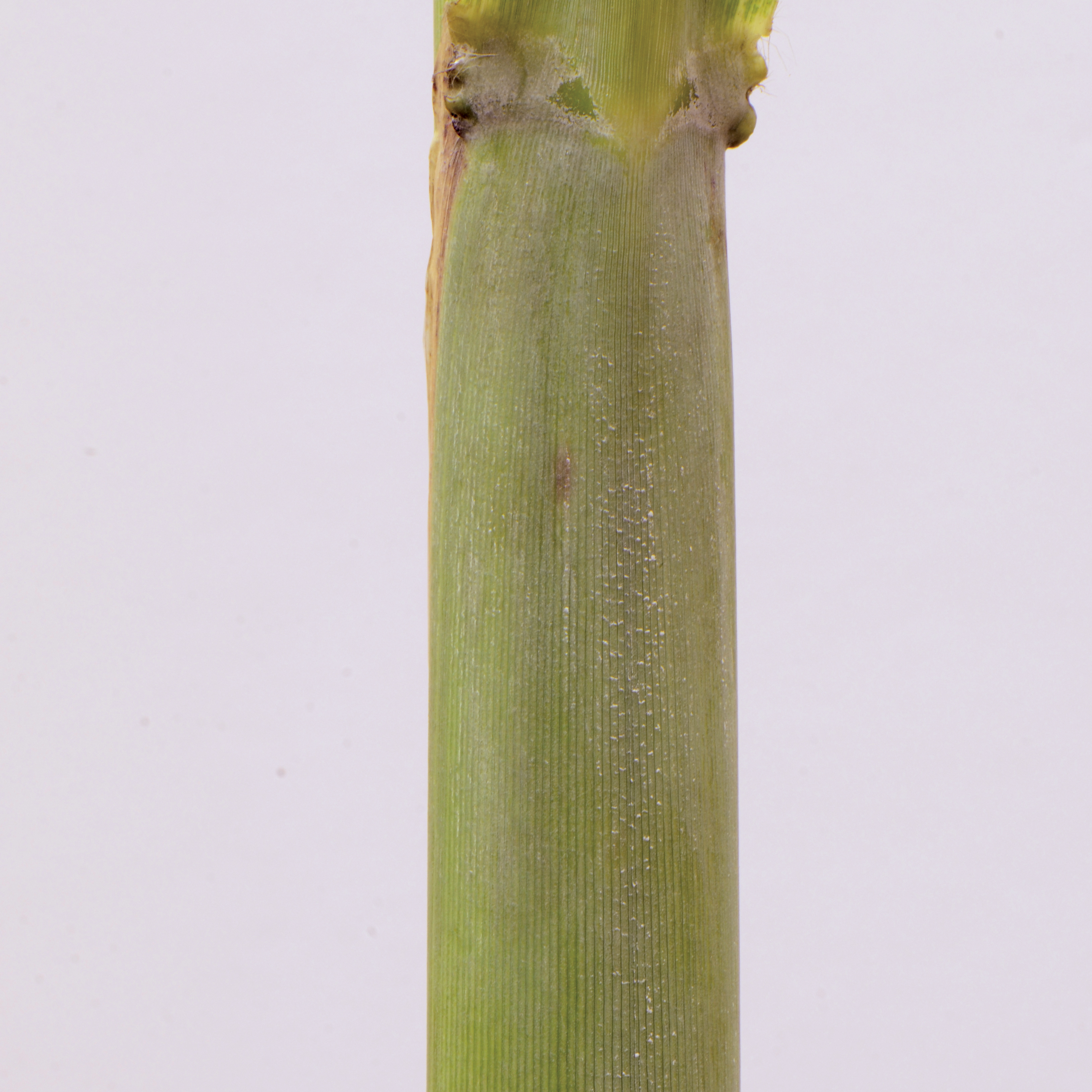 Leaf sheath – Smooth (no pubescence).